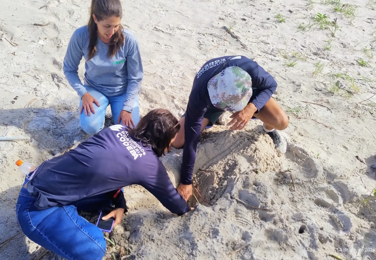 ​Autoridade portuária acompanha desova de tartarugas marinhas no litoral de Ilhéus