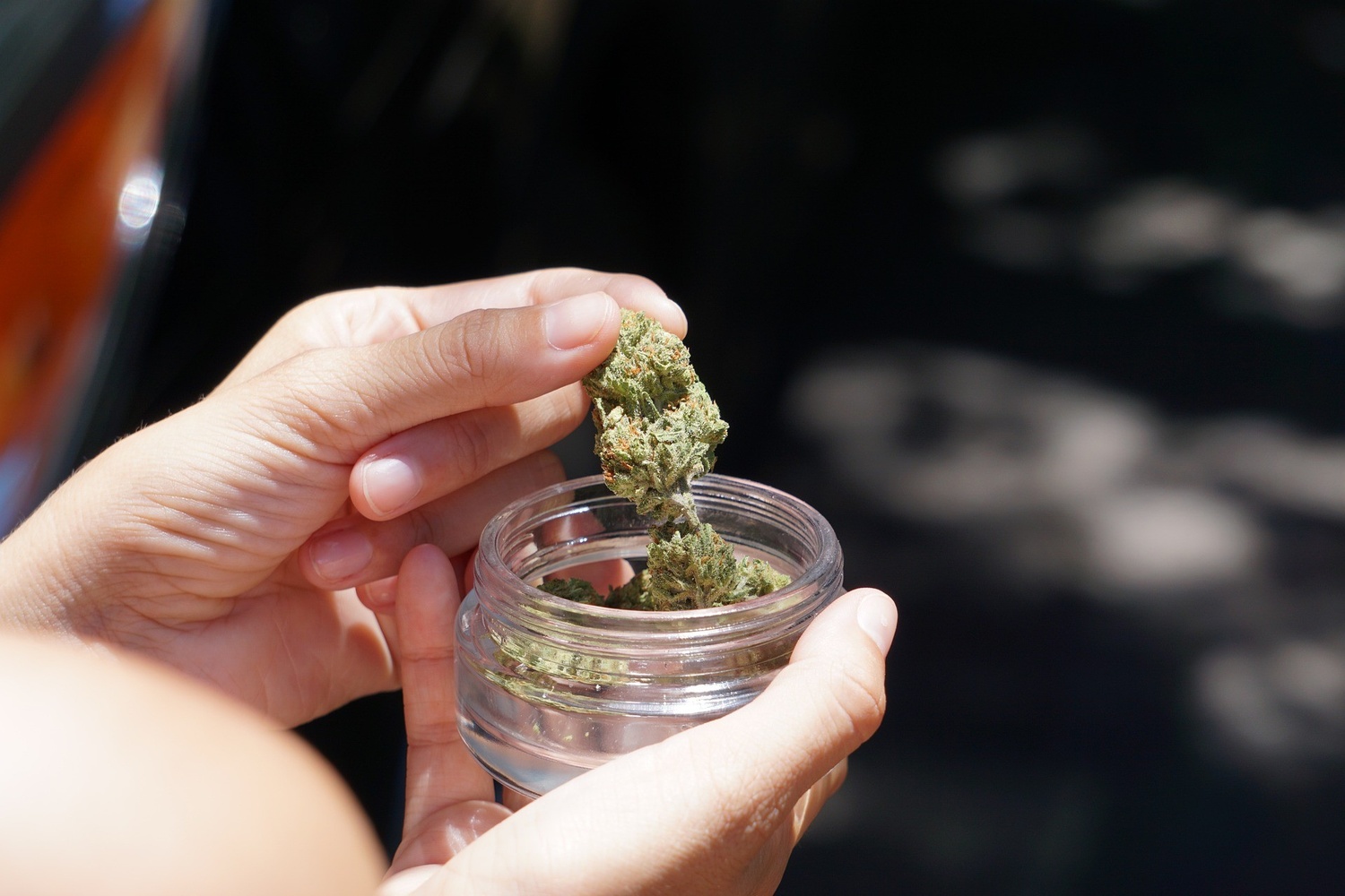 Autorizações para importar cannabis medicinal superam 18 mil em maio