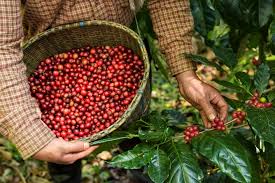 ​Conab vai a campo para levantamento da safra de café na Bahia