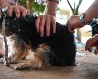 Vídeo antigo sobre raiva em Salvador volta a circular; campanha de vacinação já começou