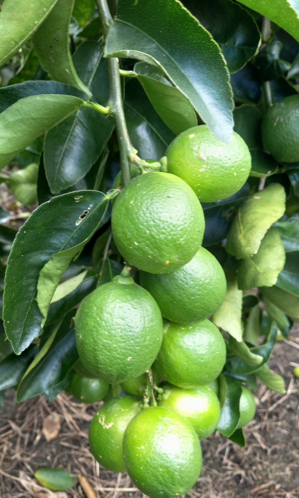 ​Caravana Fitossanitária dos Citros percorre municípios do Litoral Norte e Agreste baiano para fortalecer a defesa da citricultura