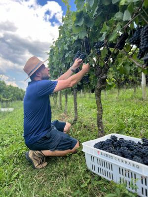​Produtores do Rio Grande do Sul projetam safra de uvas promissora para 2026